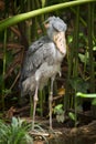 Shoebill stork Royalty Free Stock Photo