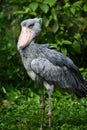 Shoebill stork Royalty Free Stock Photo