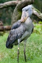 Shoebill Stork Royalty Free Stock Photo