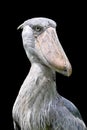 Shoebill stork Balaeniceps rex