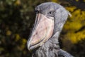 Shoebill Stork Balaeniceps rex