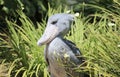 Shoebill stork Royalty Free Stock Photo