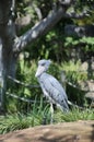 Shoebill stork Royalty Free Stock Photo