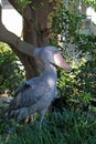 Shoebill stork #6 Royalty Free Stock Photo