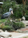 Shoebill stork prehistoric life bird in Tokyo zoo Royalty Free Stock Photo