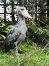 Shoebill stork prehistoric life bird in Tokyo zoo Royalty Free Stock Photo