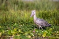 Shoebill Stork Royalty Free Stock Photo