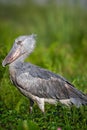 Shoebill Stork Uganda