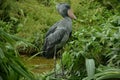 Shoebill in a swamp