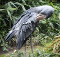 Shoebill, whalehead, whale-headed stork is cleaning its feathers