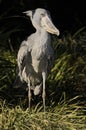 Shoebills Royalty Free Stock Photo