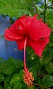Shoeblack flower beautiful natural nice image