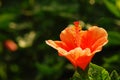 Shoeblackplant Chinese hibiscus, China rose, Hawaiian hibiscus Royalty Free Stock Photo