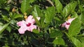 Shoeblackplant Hibiscua flower