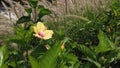 Shoeblackplant Hibiscua flower