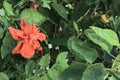 A shoeblackplant, red wild flower, with green leaves.