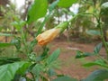 The Shoeflower bud Royalty Free Stock Photo