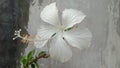 Shoeflower with white pistil Royalty Free Stock Photo