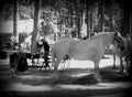 Shoeing the Old Gray Horse at the Draft Horse Classic Royalty Free Stock Photo