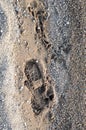 Shoeprint in the Sand