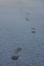 Fresh shoeprints on snow. Human feet traces, shoes imprints on snowy road Royalty Free Stock Photo