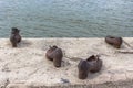 Shoes on the Danube Embankment in Budapest