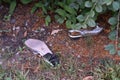 Shoes Discarded Under Bush in Yard in Burlington, Wisconsin Royalty Free Stock Photo