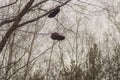 Shoes hanging on tree branches. worn boots Royalty Free Stock Photo