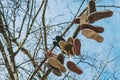 Shoes hanging in tree , used sneaker in trees