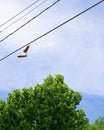 Shoes Tied onto a Powerline