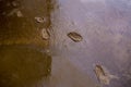 Shoes trace on the mud after raining.