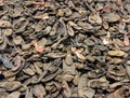 Shoes of victims, death camp Auschwitz II