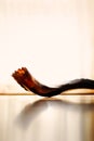 Shofar Royalty Free Stock Photo