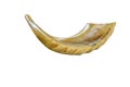 Shofar horn isolated on white. Yom Kippur, Rosh Hashanah Jewish holiday concept .