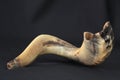 Shofar (horn) on white prayer talit. rosh hashanah (jewish holiday) concept . traditional holiday symbol.