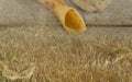 Symbols of jewish holiday Shavuot shofar and wheat field meadow Royalty Free Stock Photo