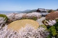 Cherry blossoms in Japanese Zen garden. Shogunzuka Seiryuden Shorenin Temple. Kyoto, Japan. Royalty Free Stock Photo