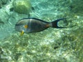 Shohal surgeon fish (Acanthurus sohal) Royalty Free Stock Photo