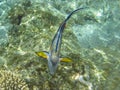 Shohal surgeon fish (Acanthurus sohal) Royalty Free Stock Photo