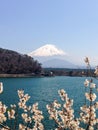Shoji Lake, Mount Fuji, cherry blossom, Japan Royalty Free Stock Photo