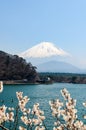 Shoji Lake, Mount Fuji, cherry blossom, Japan Royalty Free Stock Photo