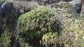 Shoked Mountain bushes and tree from falling waterfall from mountain.