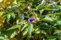 Shoo fly plant flower and calyces Royalty Free Stock Photo