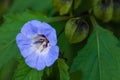 Shoo fly plant nicandra physalodes blue bell like flower Royalty Free Stock Photo