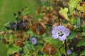 Shoo-fly plant (Nicandra physalodes) Royalty Free Stock Photo