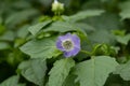 Apple-of-Peru Nicandra physalodes purple-blue flower and leaves Royalty Free Stock Photo