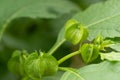 Apple-of-Peru Nicandra physalodes green fruit