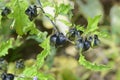 Shoo fly plant Royalty Free Stock Photo