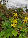 Shoofly Mysore thorn wild flower. Also use full in ayurveda medicines.