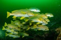 shools of ribbon sweetlips and golden sweeper fish Royalty Free Stock Photo